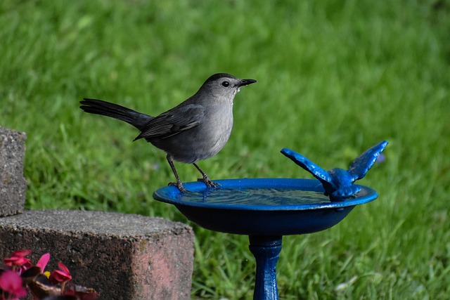 Bird Gray Catbird Drinking Water