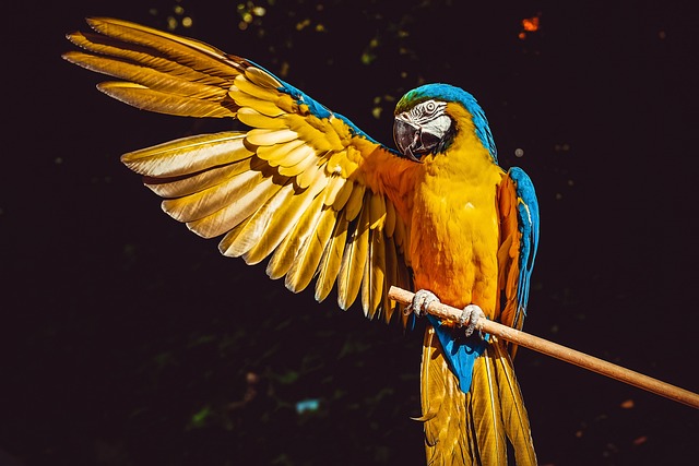 Parrot Yellow Macaw Bird Perched Wings Animal