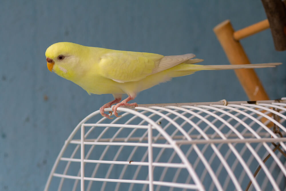 Yellow wavy parrot sits on a cage. Birds