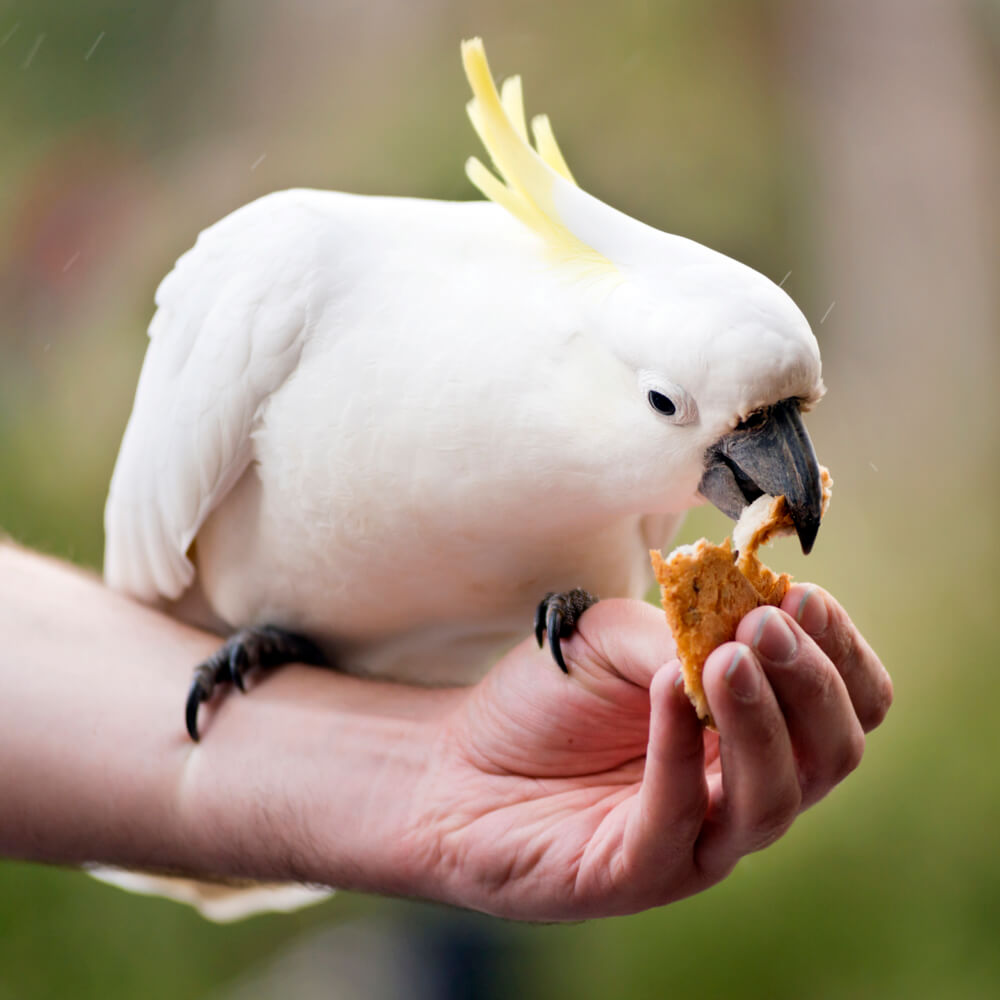Feeding Birds