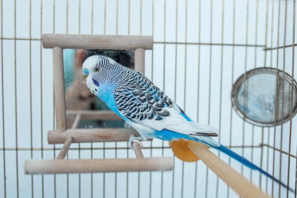 Funny budgerigar. Cute blue budgie pa parrot sits in cage