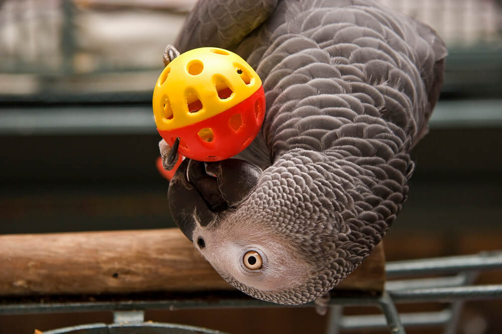 Parrot Playing with Toy