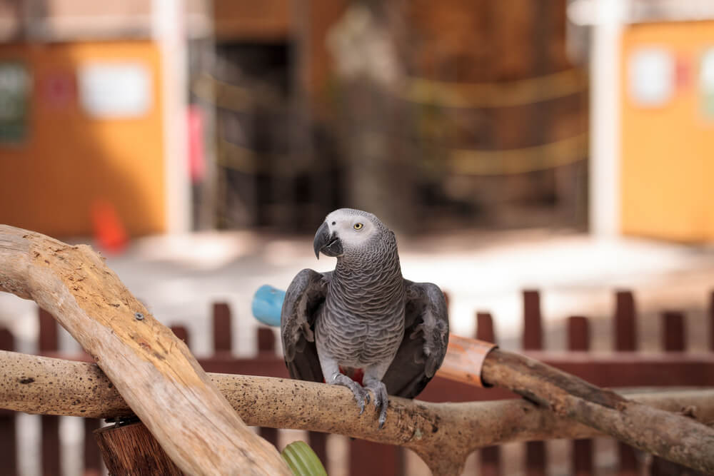 Pet African grey parrot Psittacus erithacus perches on wood